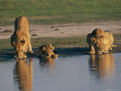 Lions Drink From A Pool by Beverly Joubert Pricing Limited Edition Print image