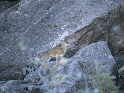 A Klipspringer Climbs A Rocky Crevass by Beverly Joubert Pricing Limited Edition Print image