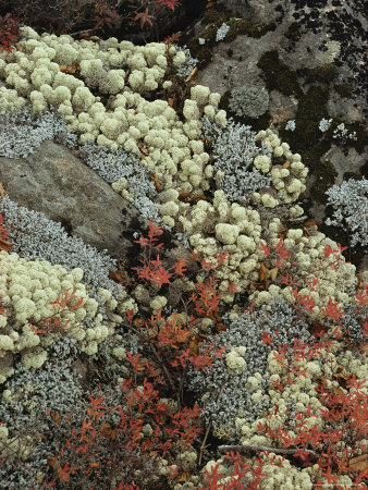 Close View Of A Boulder Covered In Lichens by Stephen Sharnoff Pricing Limited Edition Print image