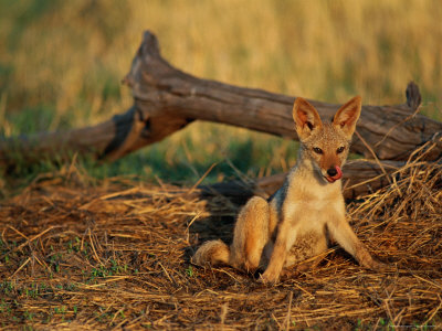 Juvenile Jackal by Beverly Joubert Pricing Limited Edition Print image