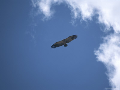 A Vulture Soars On A Thermal Above An African Plain by Beverly Joubert Pricing Limited Edition Print image