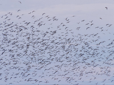 Upward View Of Pratincoles In Flight by Beverly Joubert Pricing Limited Edition Print image