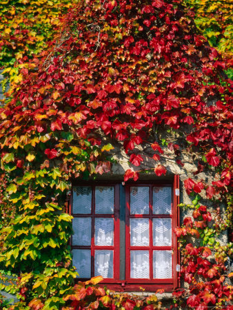 Facade Of House Covered With Creeper, Le Conquet, Brittany, France by Jean-Bernard Carillet Pricing Limited Edition Print image