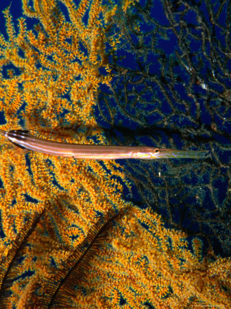 Trumpetfish Against Sea Fan (Aulostomus Chinensis), by Michael Aw Pricing Limited Edition Print image