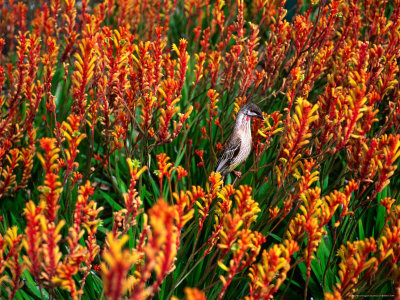 Red Wattlebird On Kangaroo Paw In Kings Park, Perth, Australia by Chris Mellor Pricing Limited Edition Print image