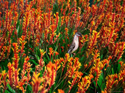 Red Wattlebird On Kangaroo Paw In Kings Park, Perth, Australia by Chris Mellor Pricing Limited Edition Print image