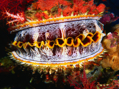 Thorny Oyster (Spondylus Varians) by Michael Aw Pricing Limited Edition Print image