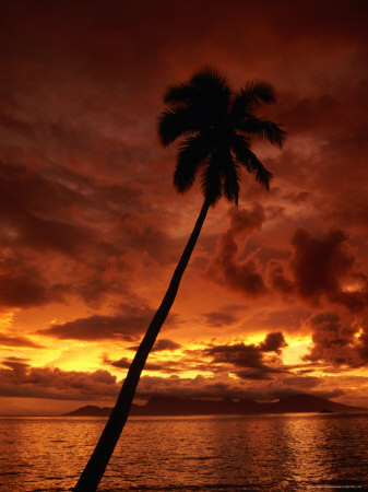 Palm Tree At Sunset, Papeete, French Polynesia by Lee Foster Pricing Limited Edition Print image