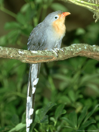 Red-Billed Malkoha, Phaenicophaeus Leschenaultii by James H. Robinson Pricing Limited Edition Print image