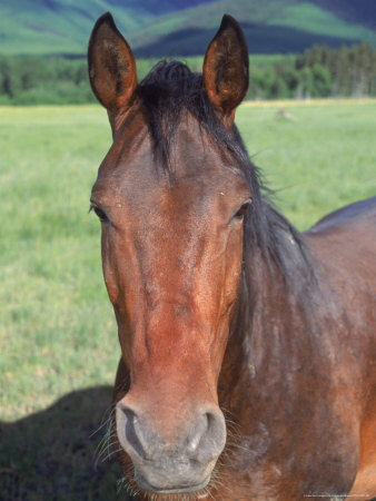 Horse In Field (Portrait) by Charles Cangialosi Pricing Limited Edition Print image