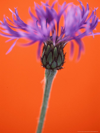 Centaurea Montana (Perennial Cornflower) by Steven Knights Pricing Limited Edition Print image