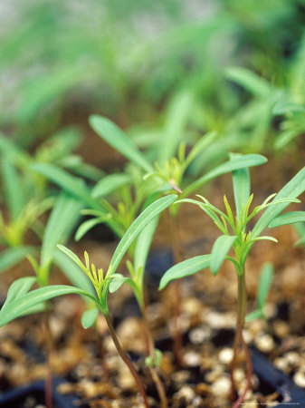 Cosmos Bipinnatus Seedlings In Greenhouse, England by David Murray Pricing Limited Edition Print image