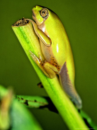Froglet, Paraguay by Emanuele Biggi Pricing Limited Edition Print image
