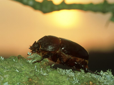 Oryctes Nasicornis, Portugal by Paulo De Oliveira Pricing Limited Edition Print image