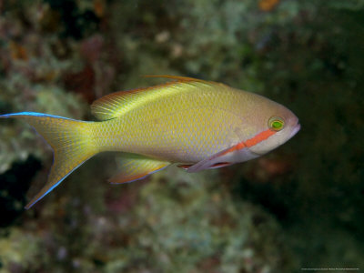 Red-Cheeked Anthias, Male, Malaysia by David B. Fleetham Pricing Limited Edition Print image