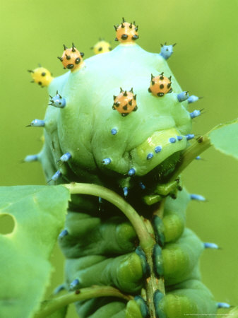 Swallowtail Butterfly, Larvae Warning Colours, South America by Michael Fogden Pricing Limited Edition Print image