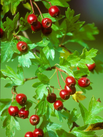 Hawthorn, Berries, Summer by David Boag Pricing Limited Edition Print image