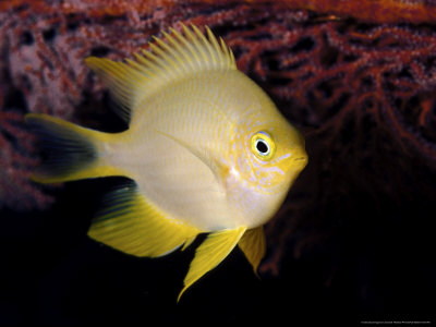 Golden Damsel, Fiji by David B. Fleetham Pricing Limited Edition Print image