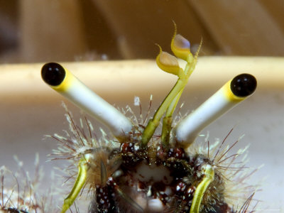 Hermit Crab, Close Up Of Eye Stalks, Malaysia by David B. Fleetham Pricing Limited Edition Print image