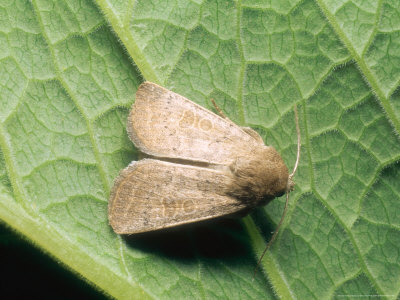 Vines Rustic Moth, Imago At Rest, Nottinghamshire, Uk by David Fox Pricing Limited Edition Print image