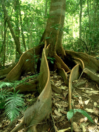 Buttress Roots, Daintree National Park, Australia by Michael Fogden Pricing Limited Edition Print image