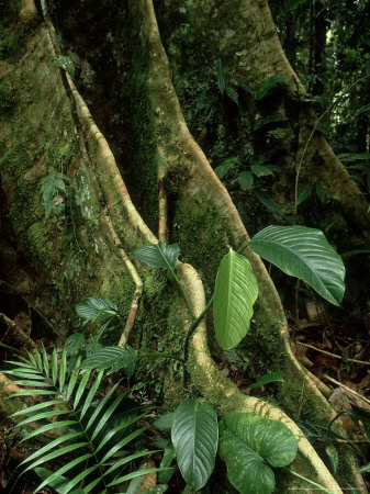 Buttress Roots, Ecuador by Michael Fogden Pricing Limited Edition Print image