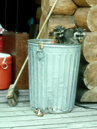 Raccoon, Eating Trash In Garbage Can, Montana by Alan And Sandy Carey Pricing Limited Edition Print image
