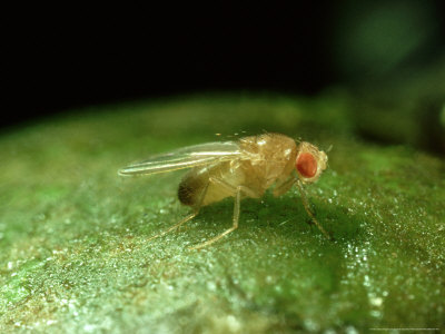 Fruit Fly, Oxon, Uk by Oxford Scientific Pricing Limited Edition Print image