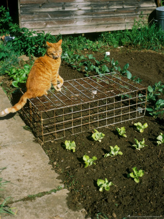 Metal Cage Over Seed Bed With Cat Sitting On Top by David Askham Pricing Limited Edition Print image