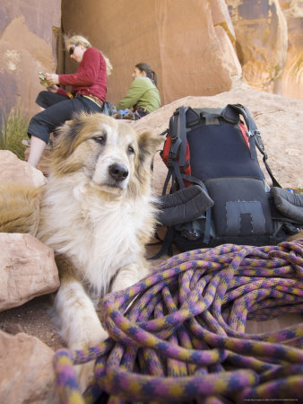 Pet Dog Scout And Climbers At The Bottom Of Battle Of The Bulge Wall, Utah, Usa by Mike Tittel Pricing Limited Edition Print image