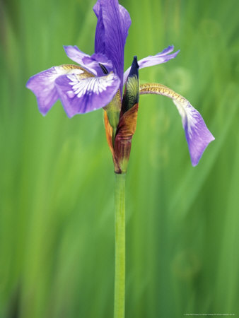 Iris Versicolor, Close-Up Of Blue Flower With Veins And Falls by Hemant Jariwala Pricing Limited Edition Print image