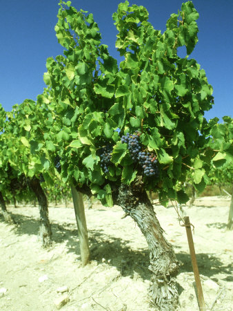 Wine Grapes, Vines, France by Alain Christof Pricing Limited Edition Print image