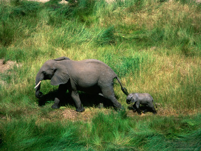 Aerial View Of Mother And Baby Elephant Running by Juliet Coombe Pricing Limited Edition Print image