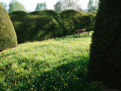 Wild Garden To Formal Lawn With Tall Undulating Taxus (Yew) Hedges, Forde Abbey by Mark Bolton Pricing Limited Edition Print image