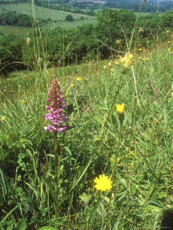 Fragrant Orchid, Summer by David Boag Pricing Limited Edition Print image