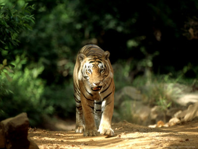 Bengal Tiger, Walking, India by Patricio Robles Gil Pricing Limited Edition Print image