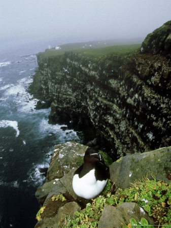 Razor Bill On Cliff, Iceland by Patricio Robles Gil Pricing Limited Edition Print image