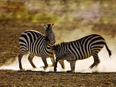 Common Zebra, Fighting, Tanzania by Ariadne Van Zandbergen Pricing Limited Edition Print image
