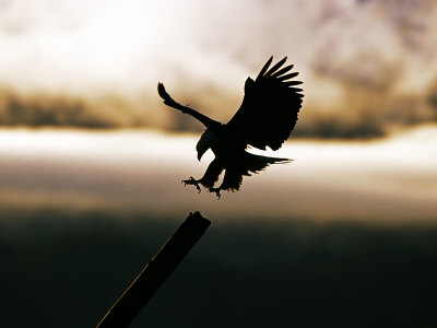 Bald Eagle, Coming In To Land, Alaska, Usa by David Tipling Pricing Limited Edition Print image