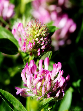 Red Clover, West Berkshire, Uk by Philip Tull Pricing Limited Edition Print image