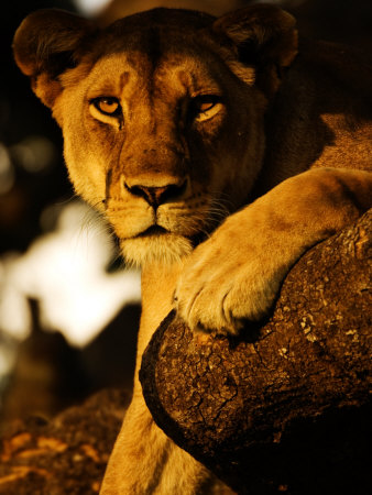 Tree-Climbing Lion, Portrait Of Lion In Tree, Tanzania by Ariadne Van Zandbergen Pricing Limited Edition Print image