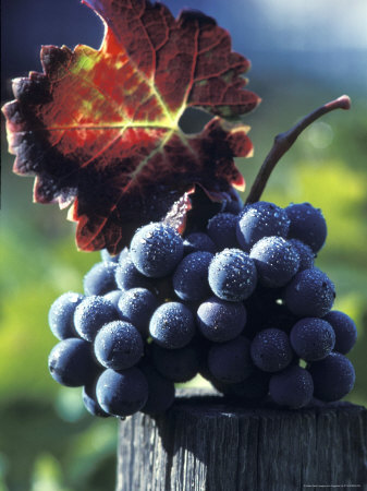 Bunch Of Grapes by Fogstock Llc Pricing Limited Edition Print image