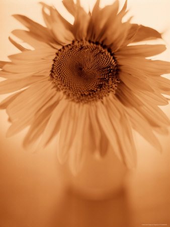 Close Up Of Sunflower In Vase by Fogstock Llc Pricing Limited Edition Print image