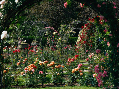 Kelleher Rose Garden, Ma by Frank Siteman Pricing Limited Edition Print image