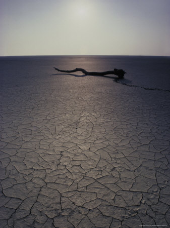 Tree Branch On Dried Beach by Gareth Rockliffe Pricing Limited Edition Print image