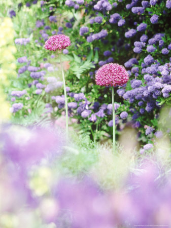 Allium Hollandicum Purple Sensation, With Ceanothus In Background by Jason Ingram Pricing Limited Edition Print image