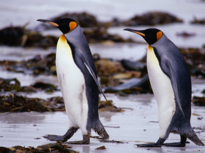 King Penguins (Aptenodytes Patagonicus) Walking, Falkland Islands by Chester Jonathan Pricing Limited Edition Print image