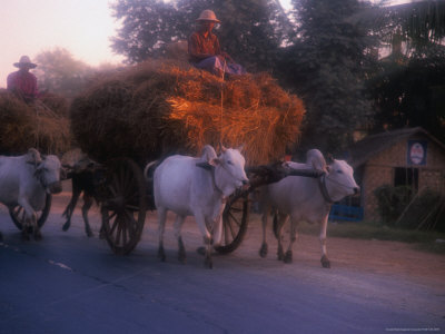 Oxcart Hauling A Load Of Hay Near Pyin U Lwin, Pyin U Lwin, Shan State, Myanmar (Burma) by Jerry Alexander Pricing Limited Edition Print image