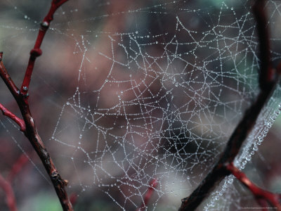 Morning Dew On A Spiders Web Near Mt. Hood, Mt. Hood, Oregon, Usa by Greg Gawlowski Pricing Limited Edition Print image