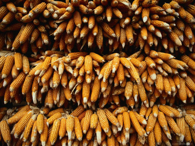 Bunches Of Corn Cobs Drying, Thailand by Chris Mellor Pricing Limited Edition Print image
